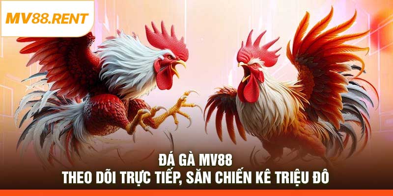 Đá Gà MV88 – Theo Dõi Trực Tiếp, Săn Chiến Kê Triệu Đô
